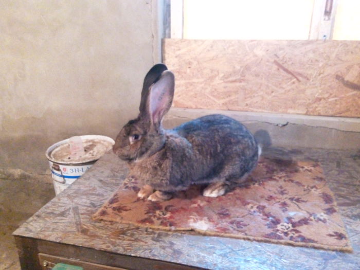 RO22 121339...8,500 kg; Tata: RO 388 CV 113
94.5 puncte expo. Oradea

Mama: RO 124 TM 23
HUMA CONSTANTIN
