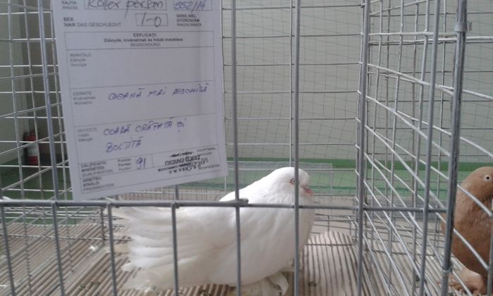 20151205_113017 - Expozitia Nationala Lugoj 2015