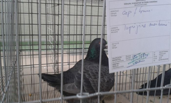 20151205_113102 - Expozitia Nationala Lugoj 2015