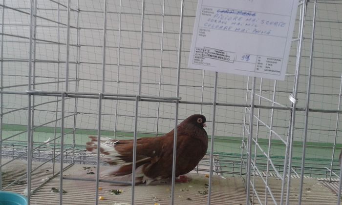 20151205_113143 - Expozitia Nationala Lugoj 2015