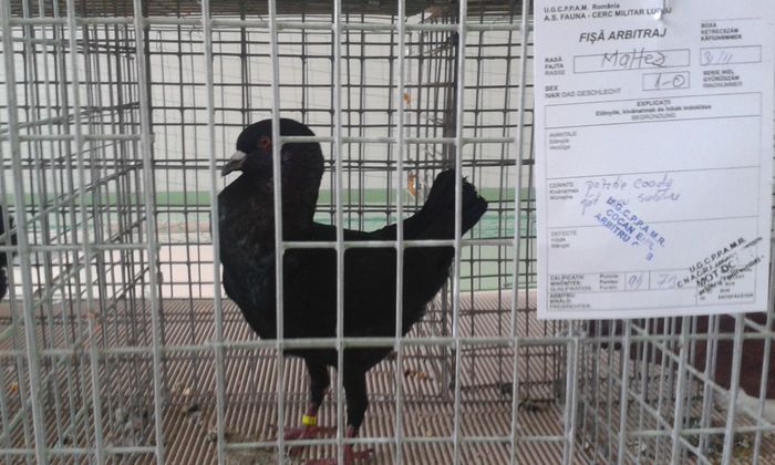 20151205_113228 - Expozitia Nationala Lugoj 2015