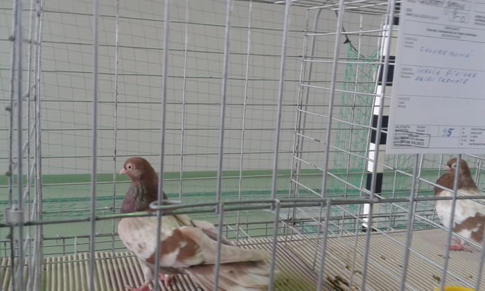 20151205_113345 - Expozitia Nationala Lugoj 2015