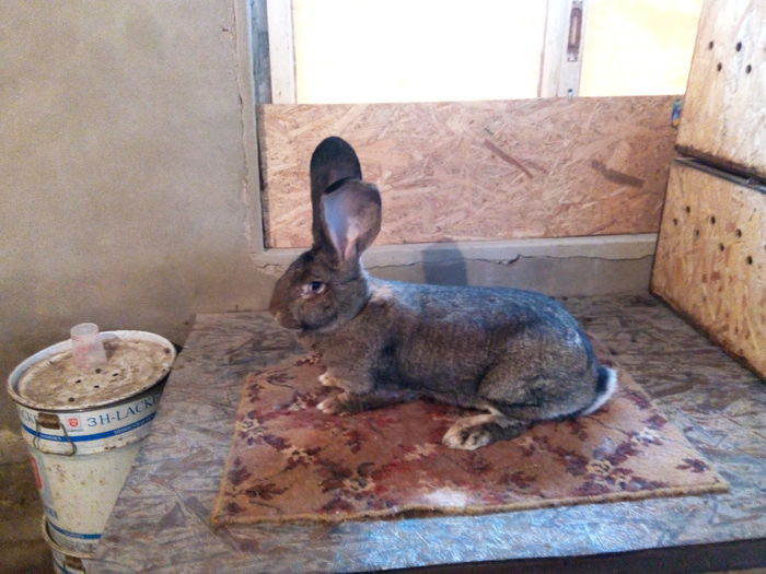 94 Puncte Expo. Nationala !!!