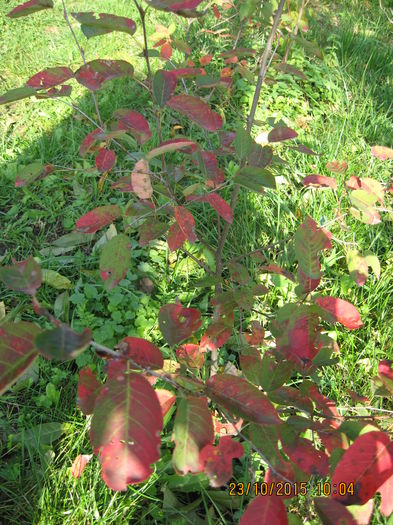 deosebit toamna in gradina.