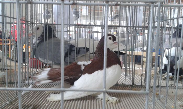 20151205_114518 - Expozitia Nationala Lugoj 2015