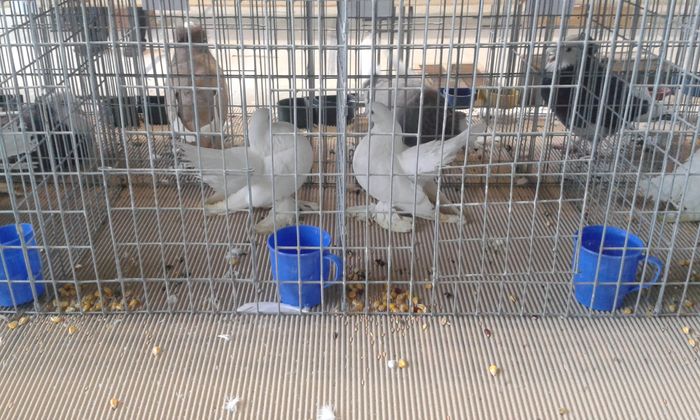 20151205_114709 - Expozitia Nationala Lugoj 2015