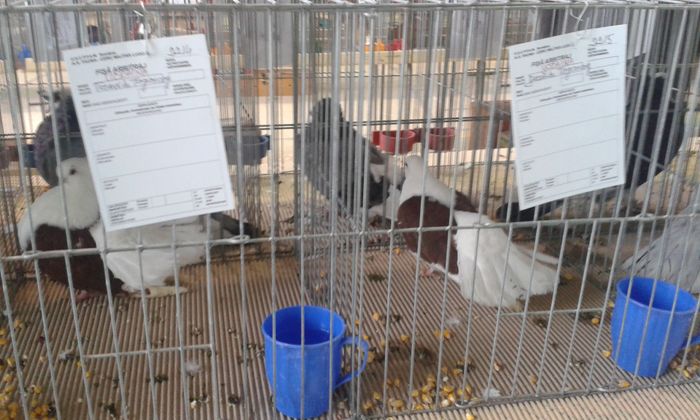 20151205_115033 - Expozitia Nationala Lugoj 2015