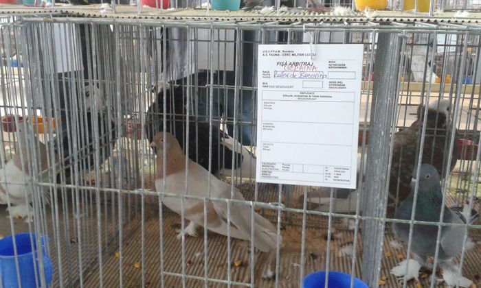 20151205_115103 - Expozitia Nationala Lugoj 2015