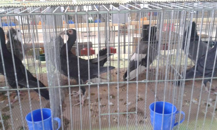 20151205_115110 - Expozitia Nationala Lugoj 2015