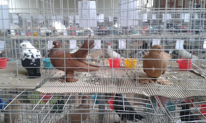 20151205_115212 - Expozitia Nationala Lugoj 2015