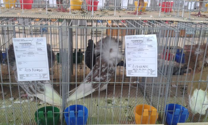 20151205_115420 - Expozitia Nationala Lugoj 2015