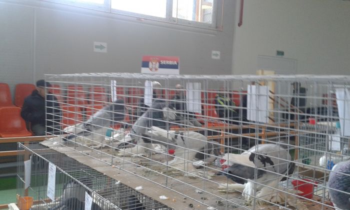 20151205_115524 - Expozitia Nationala Lugoj 2015