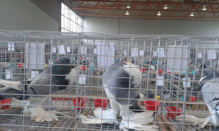 20151205_115529 - Expozitia Nationala Lugoj 2015