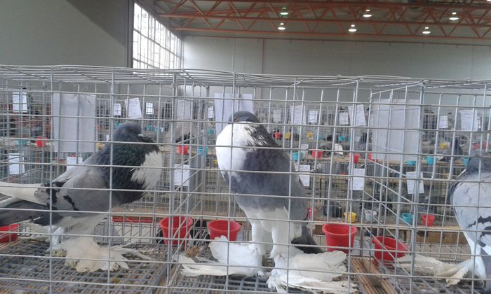 20151205_115531 - Expozitia Nationala Lugoj 2015