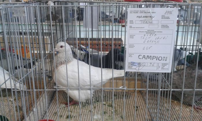 20151205_115558 - Expozitia Nationala Lugoj 2015