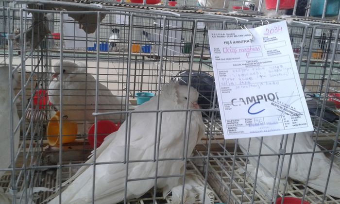 20151205_115817 - Expozitia Nationala Lugoj 2015