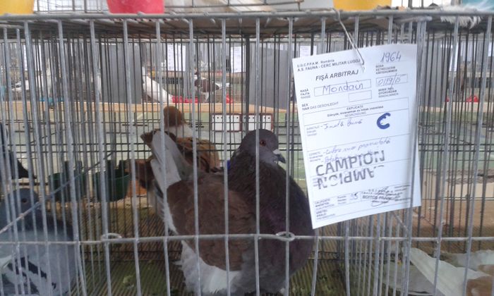20151205_115932 - Expozitia Nationala Lugoj 2015