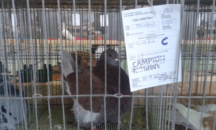 20151205_115936 - Expozitia Nationala Lugoj 2015