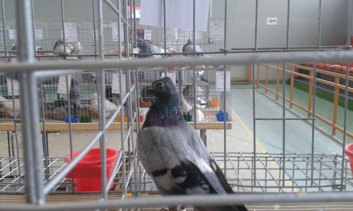 20151205_120039 - Expozitia Nationala Lugoj 2015