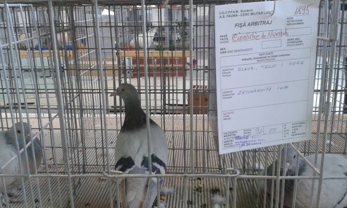 20151205_120055 - Expozitia Nationala Lugoj 2015