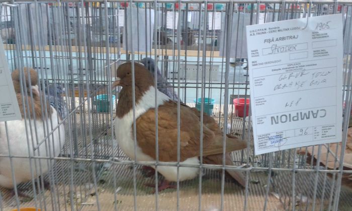 20151205_120119 - Expozitia Nationala Lugoj 2015