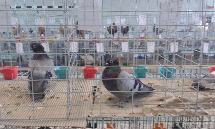 20151205_120129 - Expozitia Nationala Lugoj 2015