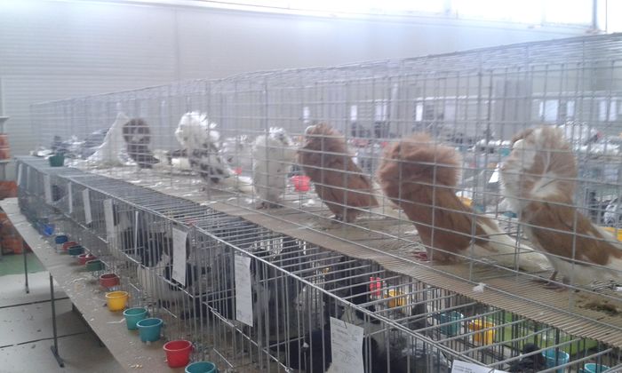 20151205_120201 - Expozitia Nationala Lugoj 2015