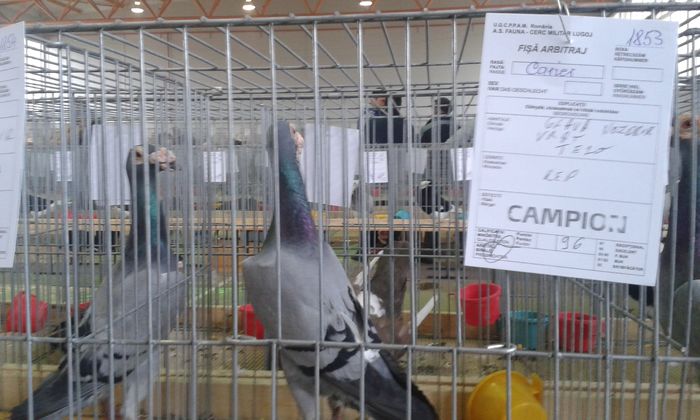 20151205_120505 - Expozitia Nationala Lugoj 2015