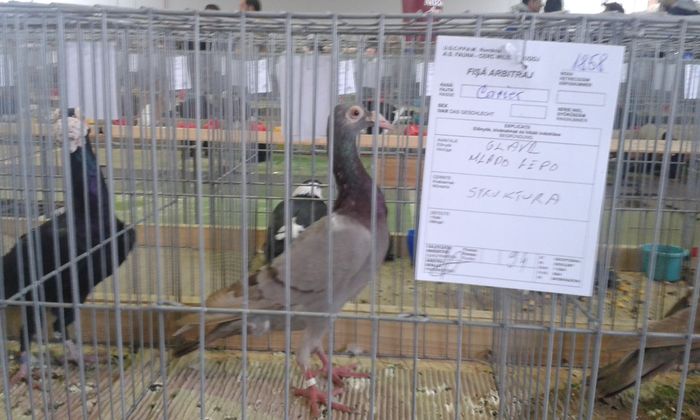 20151205_120532 - Expozitia Nationala Lugoj 2015