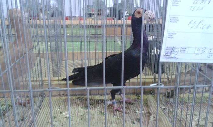 20151205_120540 - Expozitia Nationala Lugoj 2015