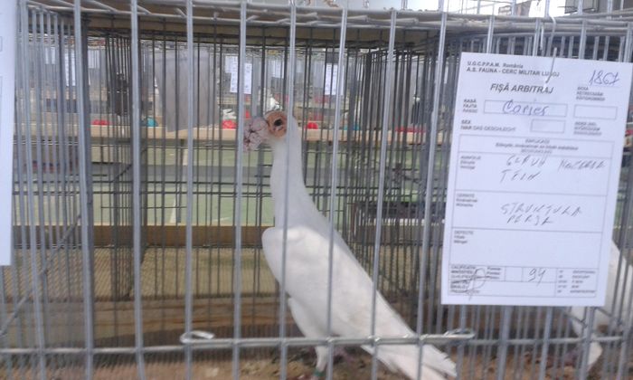 20151205_120640 - Expozitia Nationala Lugoj 2015