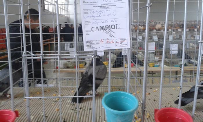 20151205_120811 - Expozitia Nationala Lugoj 2015
