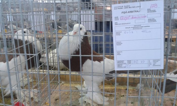 20151205_121126 - Expozitia Nationala Lugoj 2015