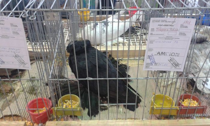 20151205_121354 - Expozitia Nationala Lugoj 2015