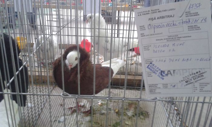 20151205_121706 - Expozitia Nationala Lugoj 2015