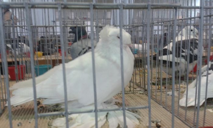 20151205_122008 - Expozitia Nationala Lugoj 2015