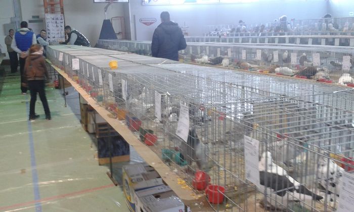 20151205_122111 - Expozitia Nationala Lugoj 2015