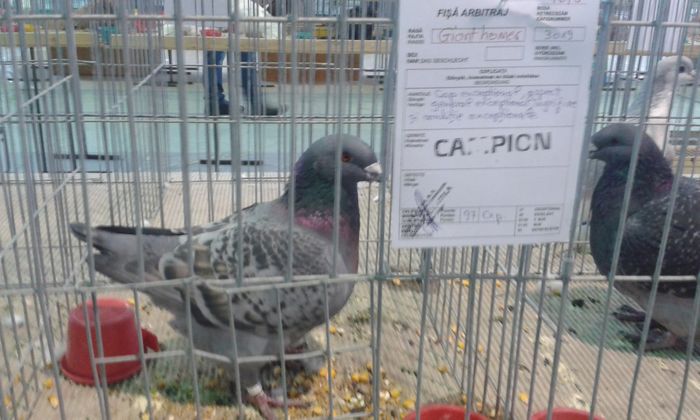 20151205_122153 - Expozitia Nationala Lugoj 2015