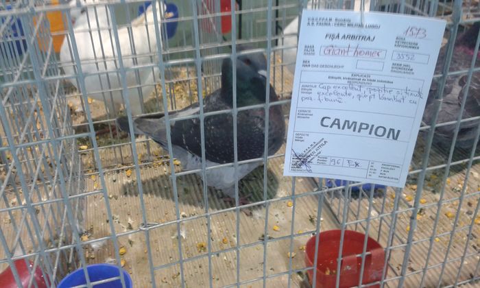 20151205_122526 - Expozitia Nationala Lugoj 2015