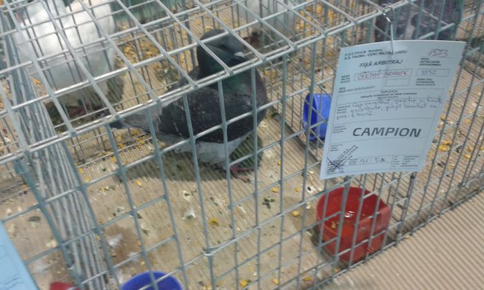 20151205_122531 - Expozitia Nationala Lugoj 2015