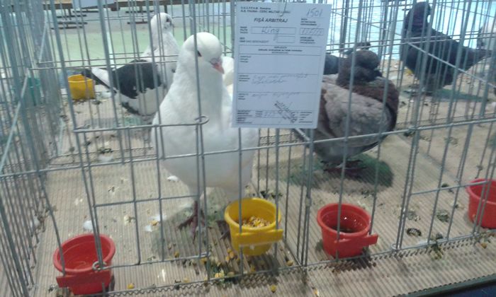 20151205_122617 - Expozitia Nationala Lugoj 2015