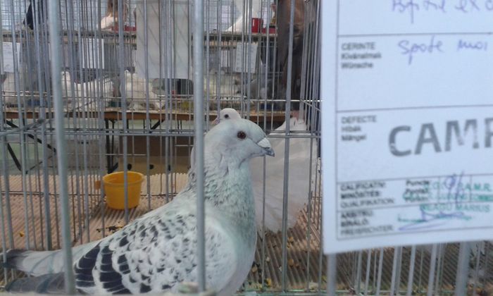 20151205_122909 - Expozitia Nationala Lugoj 2015