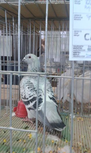20151205_122922 - Expozitia Nationala Lugoj 2015