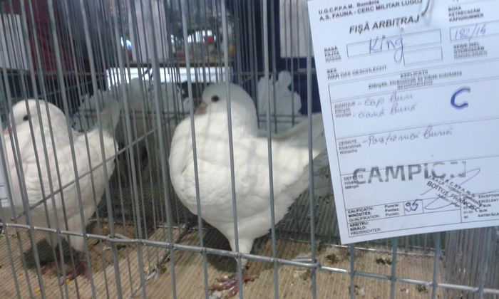 20151205_123034 - Expozitia Nationala Lugoj 2015