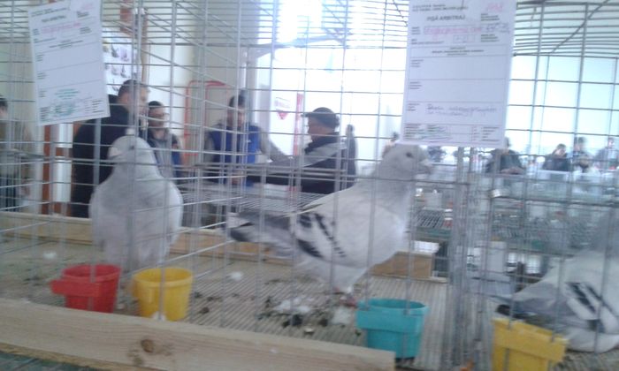 20151205_123429 - Expozitia Nationala Lugoj 2015