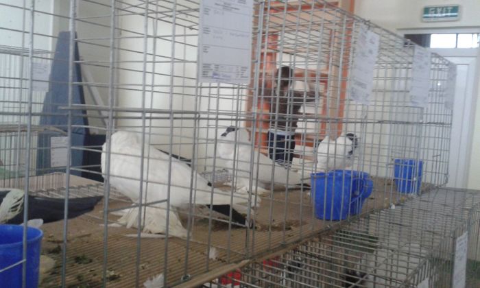 20151205_123555 - Expozitia Nationala Lugoj 2015