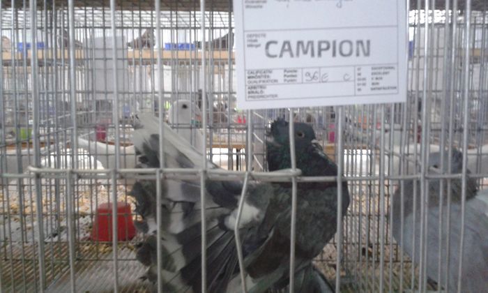 20151205_123637 - Expozitia Nationala Lugoj 2015