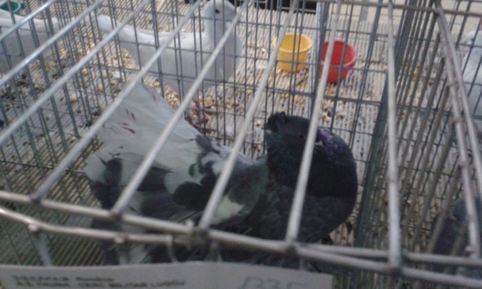 20151205_123809 - Expozitia Nationala Lugoj 2015