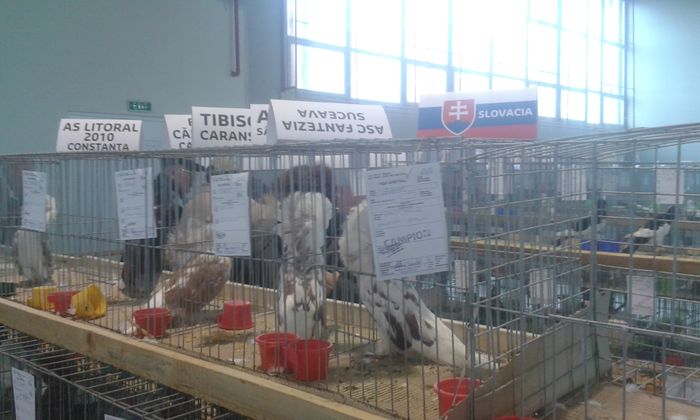 20151205_124917 - Expozitia Nationala Lugoj 2015