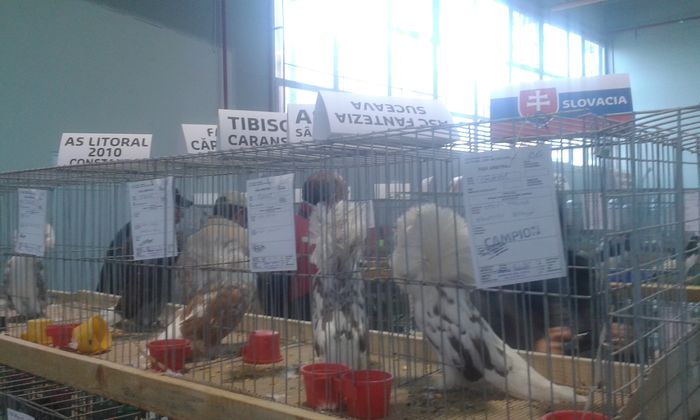 20151205_124923 - Expozitia Nationala Lugoj 2015